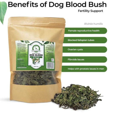 Dog Blood Bush: Nature’s Herbal Tea for Wellness