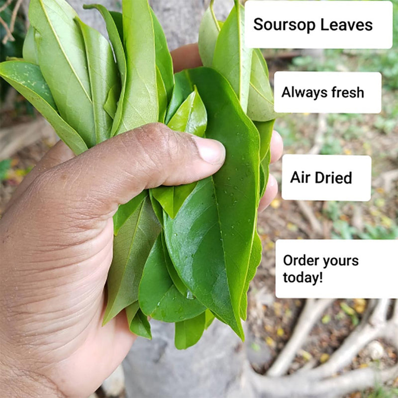 Jamaican Herbs & Spices Dried Organic Soursop Leaves, Graviola, 10.5g (2 Pack) - Caribshopper