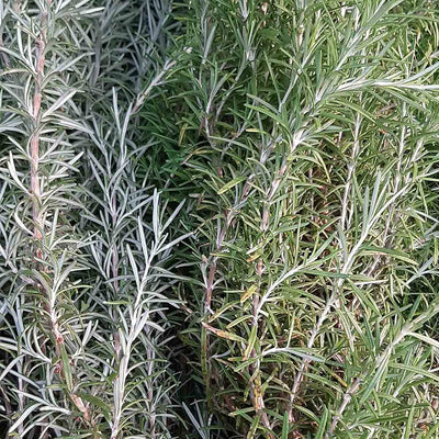 Natural Pearls of Jamaica Rosemary Loose Leaves - Caribshopper
